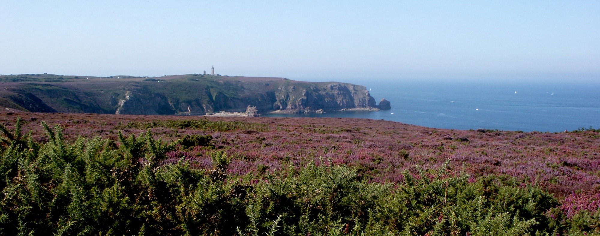 La lande de bruyère en fleurs au Cap Fréhel, phare au loin — photo Benoit Kornmann, CC BY-SA 3.0